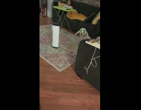 Collab Pets For All - Brown dog wears baby yoda halloween costume 