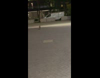 Wild fox run on street outside stadium