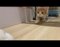 Orange kitten jumps and runs near camera 