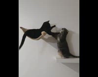 Two cats sit play wall shelves 