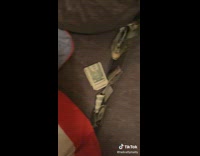 Terrified Pet Gray Dog Sits on Couch 