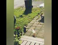 Pet cat interrupts another cat and the bird
