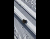 Black lemming crawl on snow ski tracks