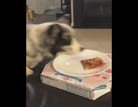 white and grey dog trying to eat pizza from plate
