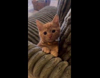 Collab Clips MPUGC - Cat making strange face