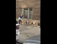 Collab WINY - Dogs Tied to Rails Stays Put in Place by their dog walker