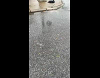 Broken yellow pedestrian light hangs dangles crosswalk