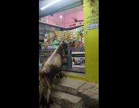 Cow on a store front 