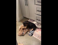 Collab Clips MPUGC - Woman puts popcorn sutton voiceover on dog 