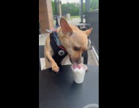 Chihuahua stands at table eating pup cup