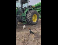 Lady Calls Dogs to Climb Farm Tractor