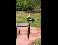 Collab BitchMP - Boyfriend says inappropriate comment looking at ducks 