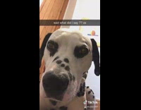 Dalmatian dog sleeps in girls bed snapchat 