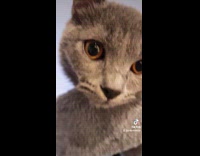 Cat living rent free lays on tower 