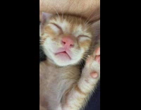 Sleeptalking kitten sleeping in owner lap