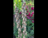 Snapdragon seed pods look like small skulls