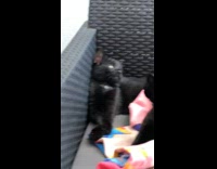 Black kitten licks cat gets scared startled 