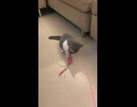 Grey cat plays with pink stick toy 