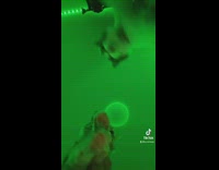 Cats Vibes, Claps, and Dances to Music