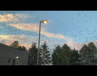 Swarm of birds fly over parking lot 