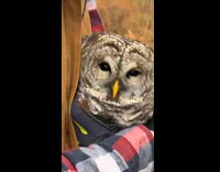 Guy shows car accident holding stray owl 