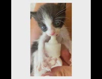 Small baby kitten bottle feeding milk 
