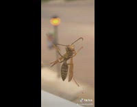 Bug on window does renegade dance 