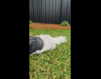 White cat wears black leather jacket grass