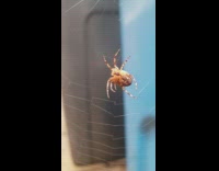 Slow motion brown spider on web weave