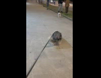 Grey white dog excited for friend on sidewalk 