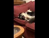 Dog lay on sofa with funny face