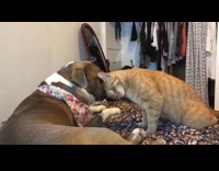 Dog cat rub faces against each other