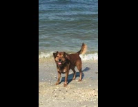 whistle at brown dog next to beach