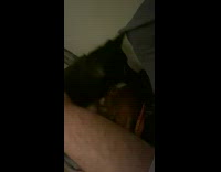 Orange cat scratching at black dog 