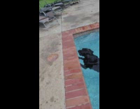 Dog puts ball in swimming pool drain
