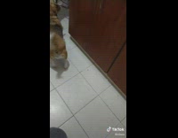 Beagle dances to short dick man song