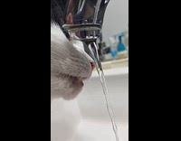 Cat licks water from faucet but misses