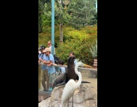 Collab Clips MPUGC - Sea lion wailing at sea world 