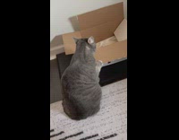 Grey cat flap the box cover continuously. 