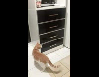 tan cat opening cabinet and jumping on it 