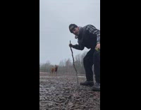 Brown dog steals stick from guy 