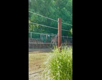 Collab DailyDoseOfInternet - Giraffe morning run around enclosed area zoo