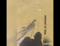 tan lizard on purple leash swimming in water