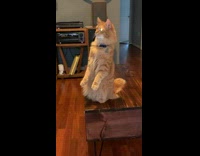 Collab PLC - Orange Cat Stands as it Watches TV
