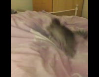 Kitten cat runs jumps bed pink blanket 
