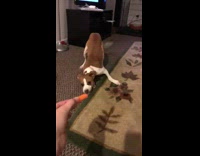 Brown and White Dog is Scared of Carrot