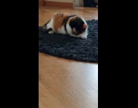 Cat asleep face down on the rug