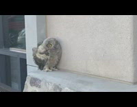 Big grey owl beside wall parking lot