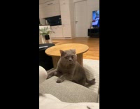 Grey cat sniff socks shocked facial reaction