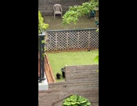 Young bird on yard make noise